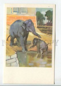 465231 USSR 1969 year Stroganova Alekseev Moscow Zoo elephant and baby elephant