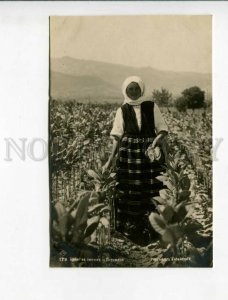 3173274 BULGARIA Picking tobacco Perushtitsa Vintage postcard