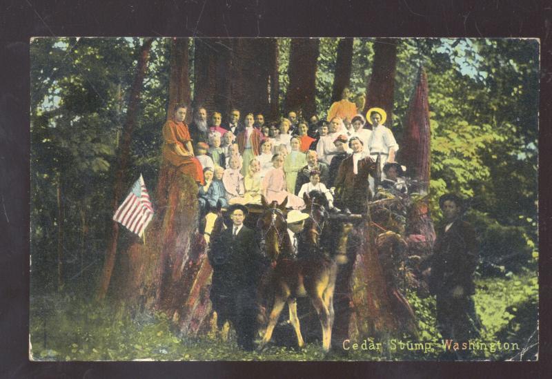 SKYKOMISH WASHINGTON CEDAR STUMP HUGE TREE PEOPLE VINTAGE POSTCARD 1910