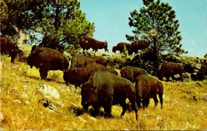 Buffalo Herd Custer State Park Black Hills South Dakota