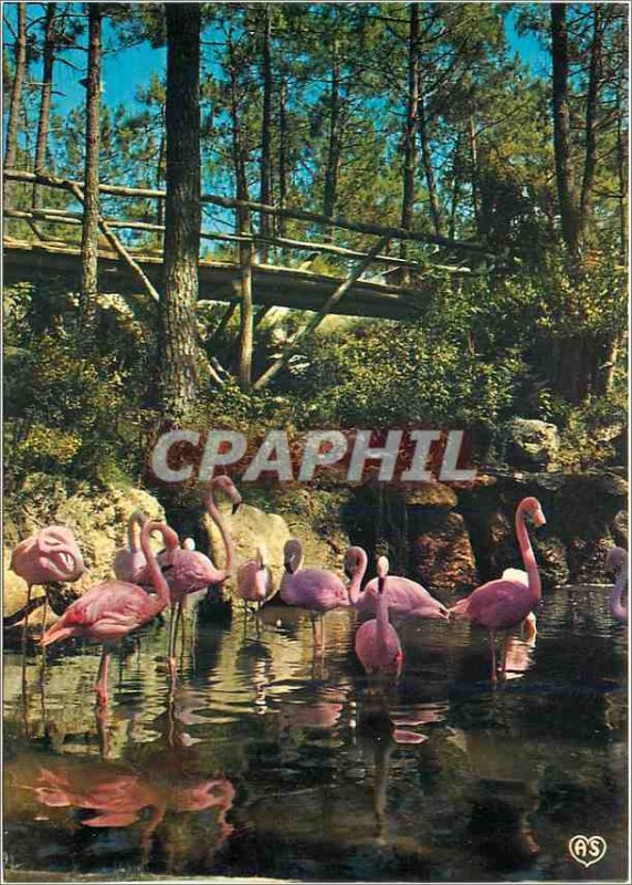 Postcard Modern Zoo of Palmyre La Cascade and flamingos