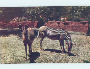 Chrome ZOO SCENE St. Louis Missouri MO AG1499