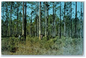 1974 Gathering Pine Gum Resin Woodland Turpentining Georgia GA Vintage Postcard