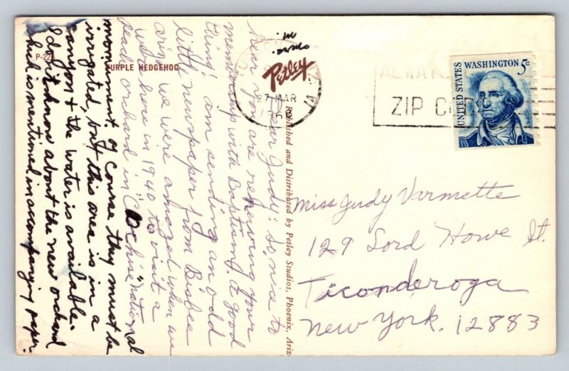 Purple Hedgehog Cactus  Postcard