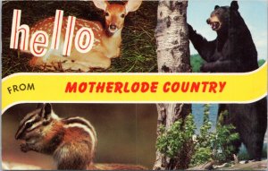 Postcard Hello from Motherlode Country - deer chipmunk and bear