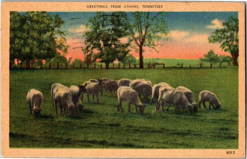 Grazing Sheep, Greetings from Athens TN c1958 Vintage Linen Postcard U34