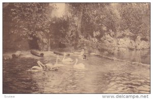 ANTWERPEN, Belgium, 1900-1910s; Pelicans, Jardin Zoologique