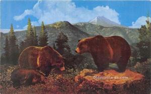 Grizzly Bears Unused 