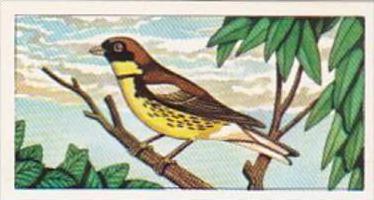 Glengettie Tea Trade Card Rare British Birds No 12 Yellow-Breasted Bunting