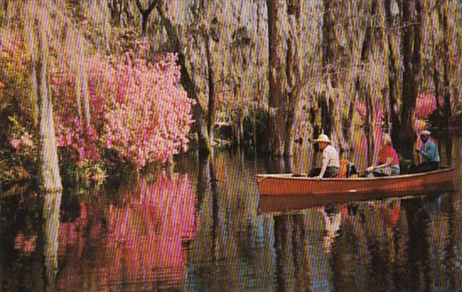 South Carolina Charleston Boating In Cypress Gardens