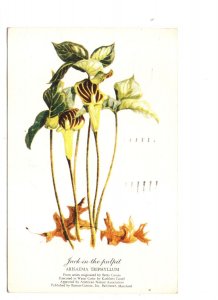 Botanical Series Jack-in-the-Pulpit Flower, Used 1958