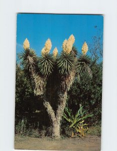 Postcard Spanish Dagger bloom in the Emerald Triangle of South Texas USA