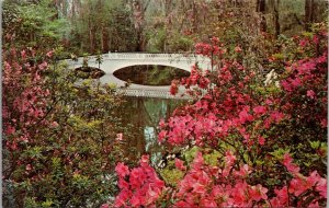 Magnolia Gardens Charleston SC Postcard PC522
