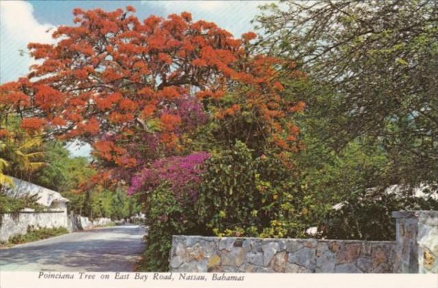 Bahamas Nassau Royal Poinciana Tree On East Bay Road