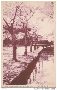 The Cherry Blossoms Of Shiba Park, JAPAN, 1900-1910s