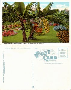 Banana Tree, Sacramento, Calif. (17797