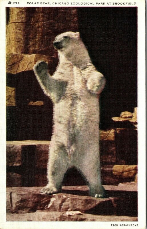 Polar Bear Brookfield Chicago Zoological Park Ill. VTG Postcard Linen Kodachrome