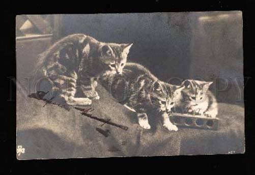 002908 Three lovely KITTIES Tabby Vintage Photo PC