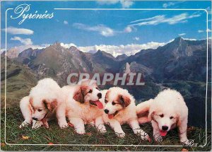 Postcard Modern Pyrenees Mountains Pyrenees puppies