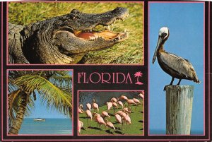 US9 USA FL Florida biosphere crocodile pelicans flamingo sailboat 1990