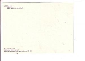 Raccoon, Banff National Park, Alberta