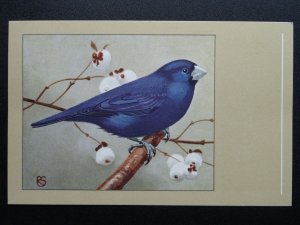 Bird Theme SOUTHERN BLUE GROSBEAK c1950s Postcard by P. Sluis / Series 1 No.6