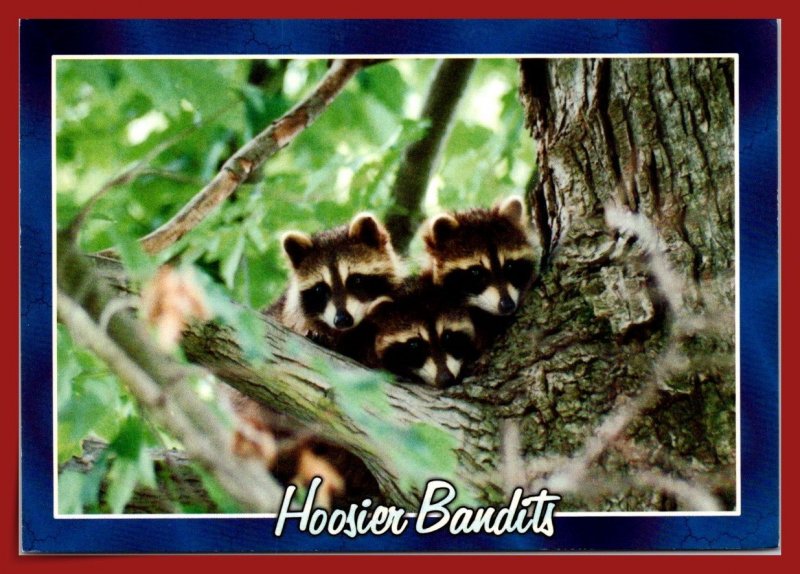 Indiana - Hoosier Bandits - [IN-152X]