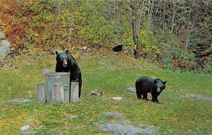 Black Bears Having Lunch Bear Unused 