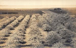 VINTAGE 1930'S ERA ORCHARD, BEAUTIFUL COUNTRYSIDE RPPC REAL PHOTO POSTCARD