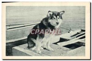 Postcard Old Dog Dogs Spat the head of the dog & # 39attelage Mary & # 39s ig...