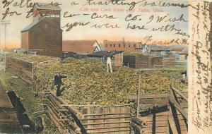 Postcard C-1910 Oklahoma Tulsa Cob Corn Scene agriculture Ayars 23-11902