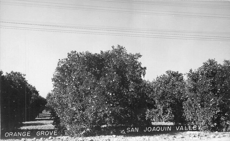 California Farm Agriculture 1950s Orange Grove RPPC Photo Postcard 22-447