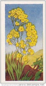 Glengettie Trade Card Wild Flowers No 12 Ragworth