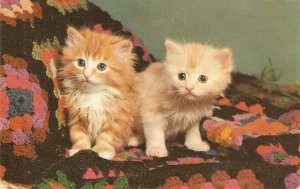 Animals. Kittems. Two sisters  Nice American postcard 1960s. Standard size