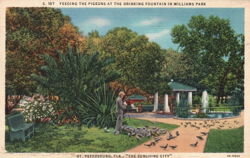 Vintage Postcard Pigeons Drinking Fountain in William Park St Petersburg Florida