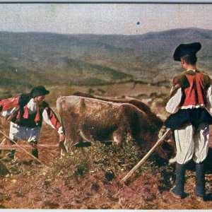 c1910s Oliena Sardinia Italy Postcard L Pellerano Oxen Plowing Folk Costume