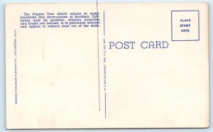 Pepper Tree Drive in CALIFORNIA Postcard
