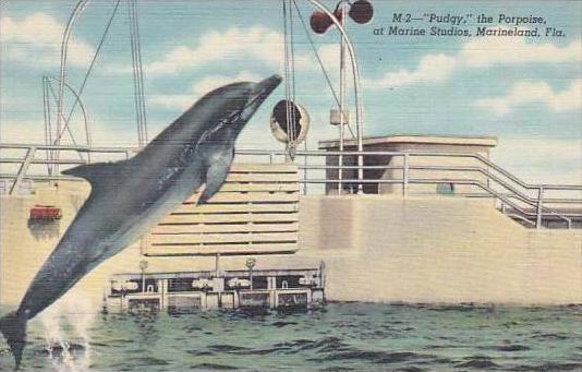 Florida Marineland Pudgy The Porpoise At MArine Studios