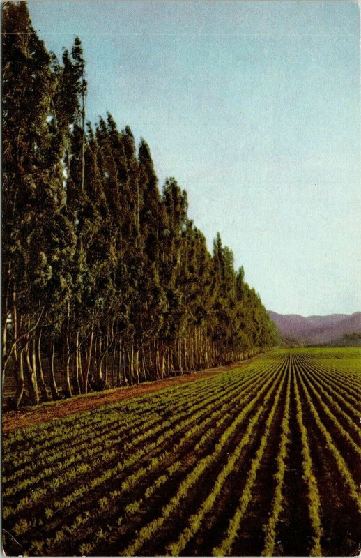 San Luis Obispo Garden Crops Near King City VTG Postcard UNP Unused Vintage 