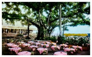 Moana Hotels world famous Banyan Court Lanai Hawaii Postcard