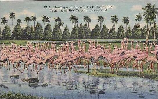 Florida Miami Flamingos At Hialeah Park Their Nests Are Shown in Foreground