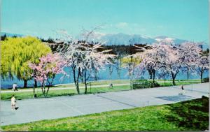 Tennis Courts & Cherry Blossoms Stanley Park Vancouver BC Vintage Postcard D79