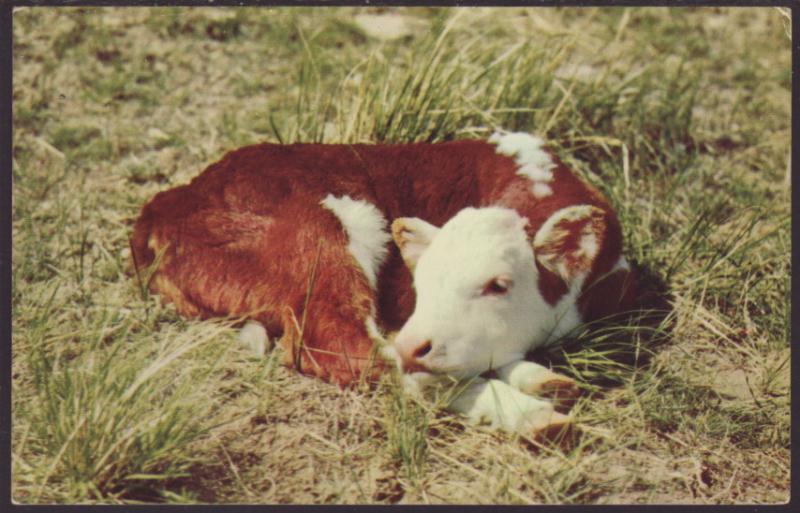 Cattle Postcard