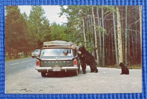Vtg 1960 Rambler Station Wagon Bear & Cubs Yellowstone National Park Postcard