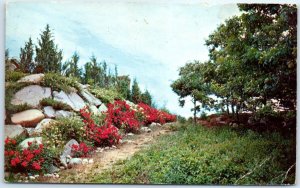 Postcard - Rock and Roses, Old Silver Beach, Falmouth, Cape Cod, Massachusetts