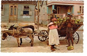 Donkey Cart Filled with Coconuts, Black Culture, Tropical Caribbean