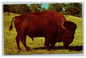 Vintage 1960's Postcard Buffalo in Black Hills Custer State Park South Dakota