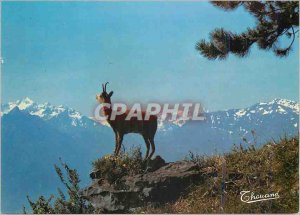 Modern Postcard The Pyrenees Isard