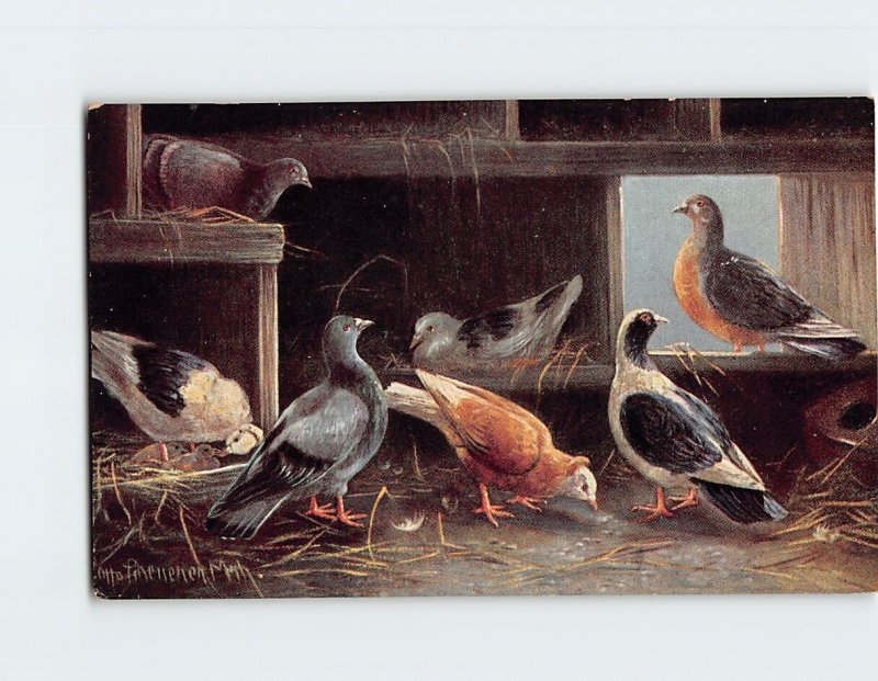 Postcard A Group Of Birds