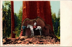 Postcard Big Trees of Kings River Canon, California Man/Woman/Horse Inside Tree